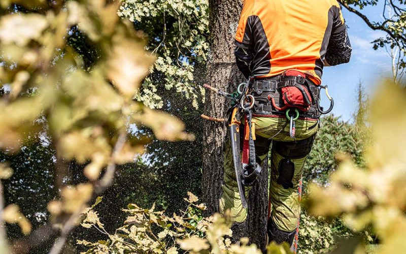 Person in tree using safety harness and tool tethers.